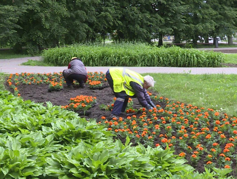 28 тысяч саженцев цветов высадят в Калуге