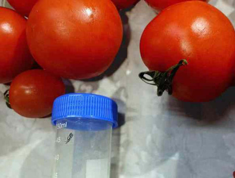 Около 20 тонн зараженных молью помидоров обнаружили в Калужской области