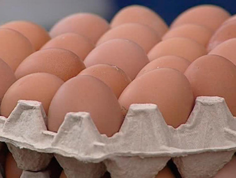 В Калужской области намерены кратно увеличат производство куриных яиц
