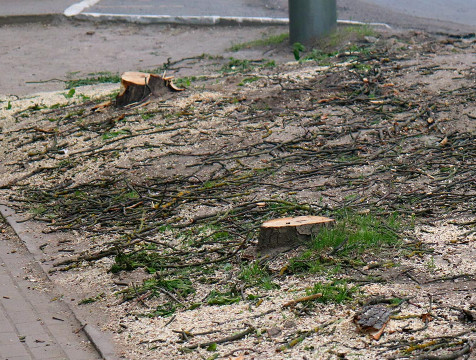 Площадь Победы в Калуге избавили от аварийных деревьев