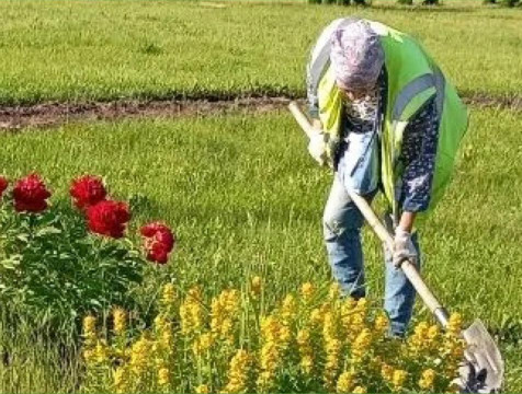 60 тысяч цветов высадят на улице Гагарина в Калуге