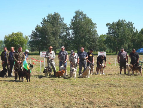 Областная выставка охотничьих собак прошла в Сухиничах