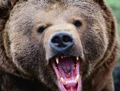 Медведь загрыз человека в Износковском районе