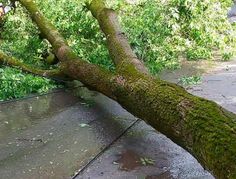 В 4 раза выросло количество упавших в Калуге деревьев