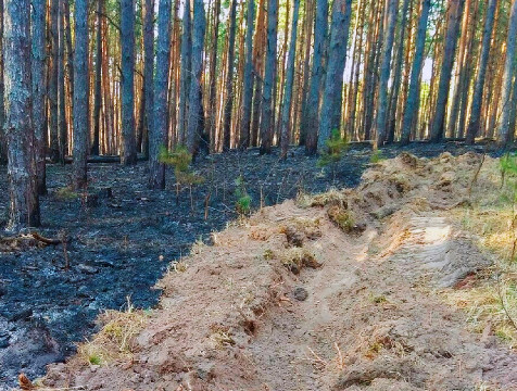 Вдвое снизилось число нарушений калужанами правил пожарной безопасности в лесах