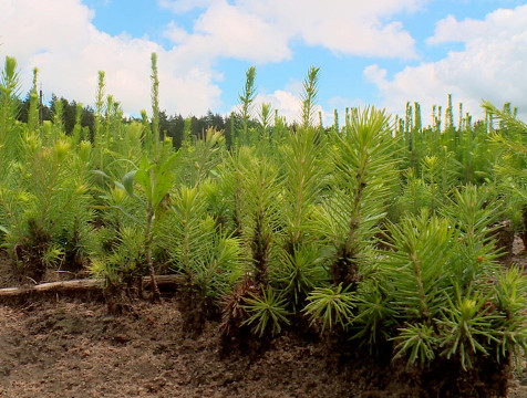 Международный экологический слет школьников пройдет в Калужской области