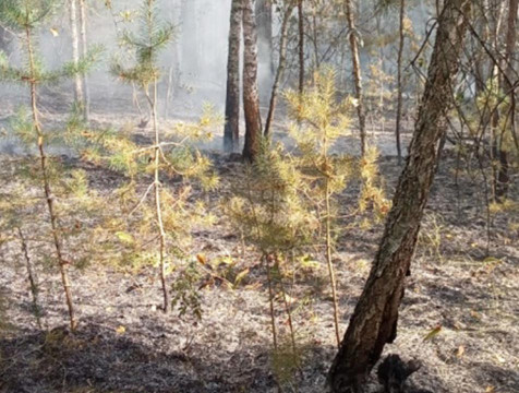 Под Калугой потушили лесной пожар