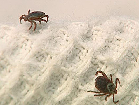 138 новых случаев укусов клещей зарегистрировали в регионе