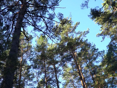 Молодежный экологический лагерь появится в Калужской области
