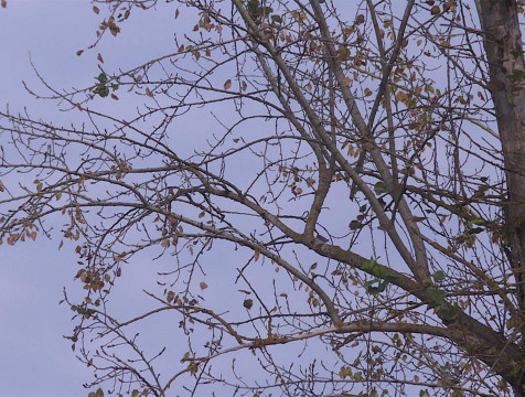 Засохшие деревья в Калуге мешают ей вернуть статус 