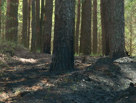 В Калужской области продлили желтый уровень опасности