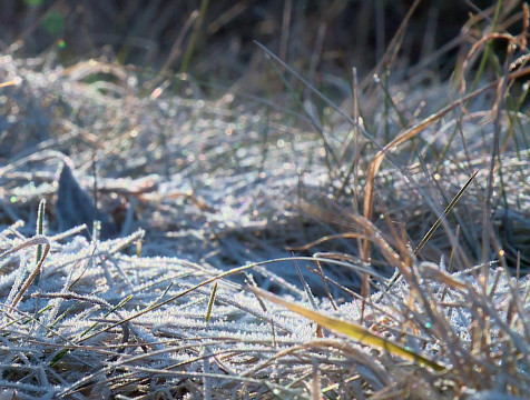 Первые заморозки могут нагрянуть в регион ближе к середине октября
