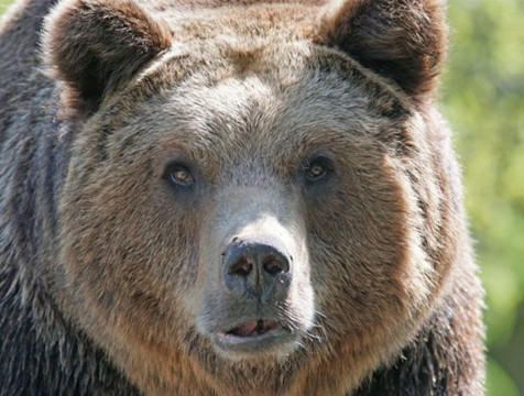 Медведей могут убрать из Красной книги Калужской области