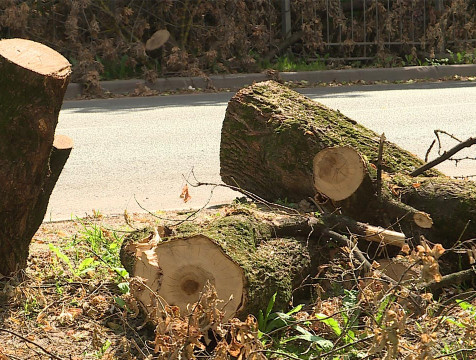 Комиссию по удалению больных деревьев создадут в Калуге