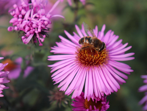 Лето не спешит покидать территорию Калужской области