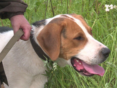 Самовыгул животных запретят законом