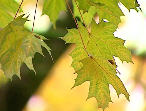 25 сентября в Калужский регион ненадолго вернётся летняя погода