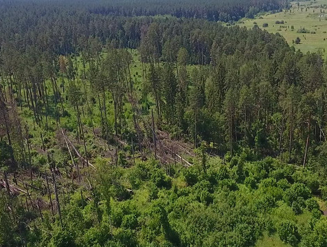 В Калужской области незаконно вырубили лес на 2 млн рублей