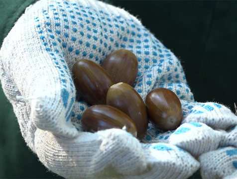 До семи гектаров молодых дубрав высаживают в Козельском лесничестве