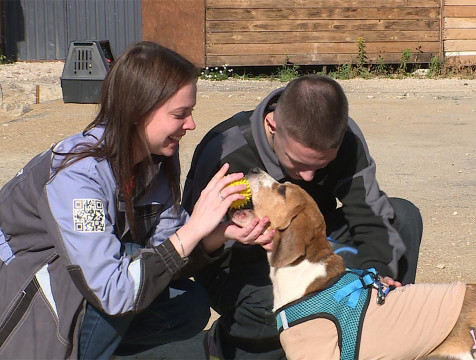 Бигль Бони уезжает из калужского приюта в любящую семью