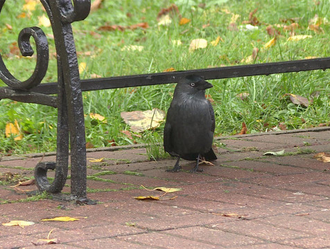 Птицы выбрали калужский сквер Мира местом для гнездования и ночёвки