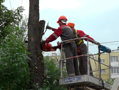 Еще на одной улице Калуги спилят деревья