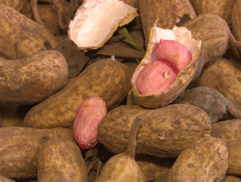 Школьники Перемышльского района вырастили арахис