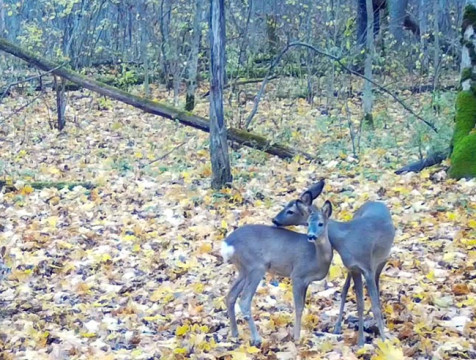 Косули попали в фотоловушку 