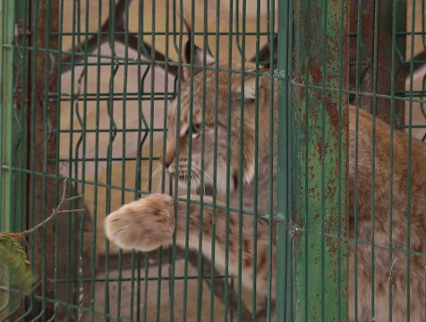 Зоопарк в Калуге закрылся на месяц