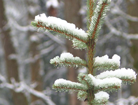 Сильные морозы пока не вернутся в Калужскую область