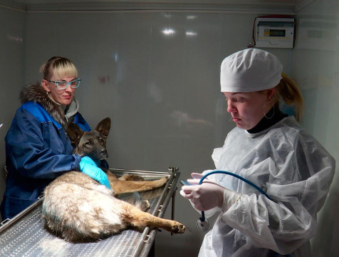 Эпизоотическая обстановка улучшилась в Калужской области