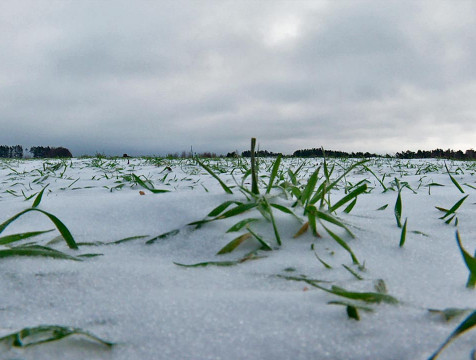 Отсутствие снега при теплой погоде не повредит урожаю в Калужском регионе