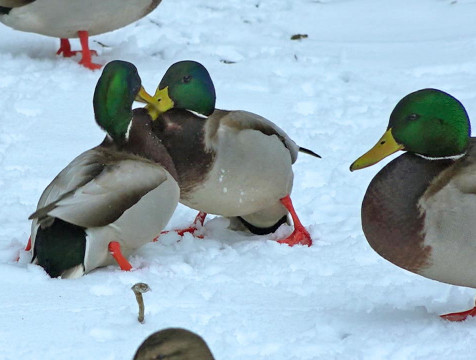 Калужанам предлагают посчитать птиц