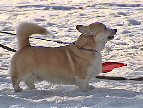 19 сайтов продавали контрафактные лекарства для животных в Калуге