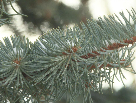 До +5°С прогреется воздух в Калужской области на выходных