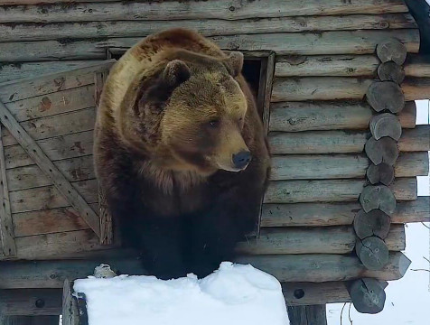 Медведи вышли из спячки в Калужской области