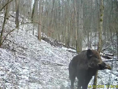 Кабан попал в фотоловушку калужского заповедника