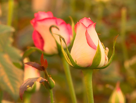 Почти 170 тысяч роз экспортировала Калужская область