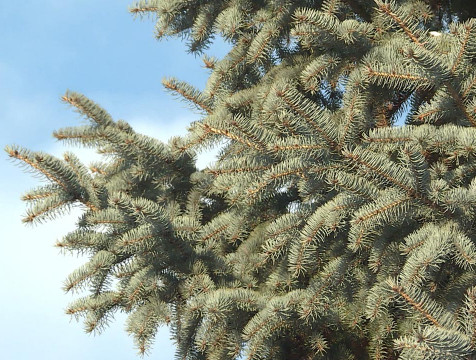 Выходные в Калуге  будут морозными, но бесснежными