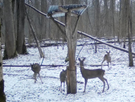 4 косули вышли к солонцу в калужском заповеднике