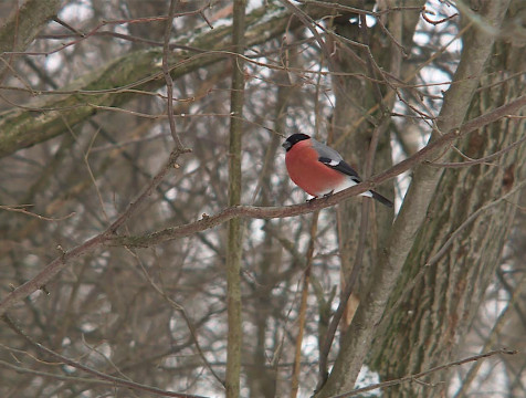 Небольшой снег калужанам стоит ждать к выходным