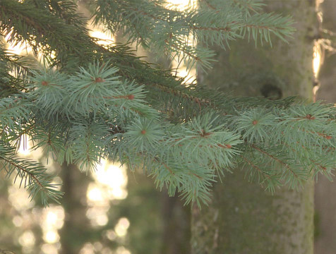 Усиление морозов ожидается в Калужской области