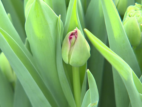 Калужские тюльпаны готовят к отправке по всей России