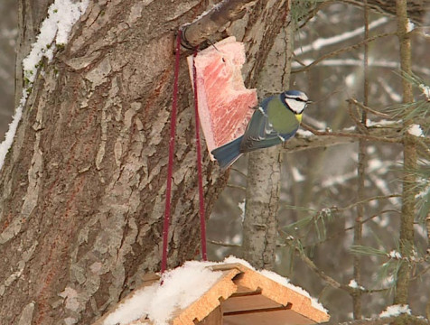 В День орнитолога для калужан провели экскурсию о птицах