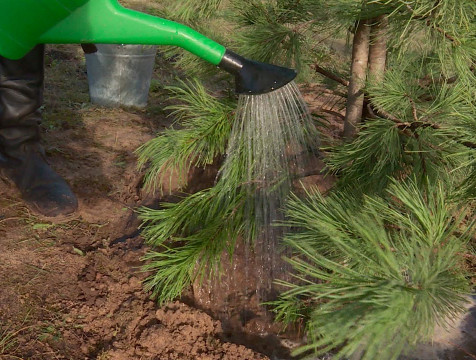 Озеленение в Калуге планируют начать с 1 апреля