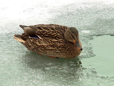 Оттепель в первые весенние дни ожидается в Калужской области