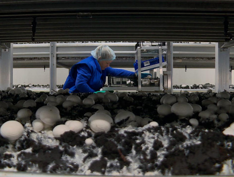 Улавливатель запахов от компоста появится на грибной фирме в Дзержинском районе