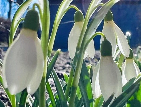 Первые подснежники расцвели в Калуге