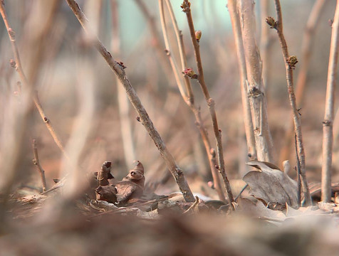 Погода останется теплой, но пройдут осадки