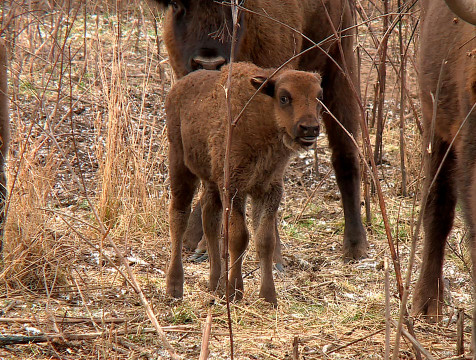 Число рожденных зубрят в калужском заповеднике побило рекорд